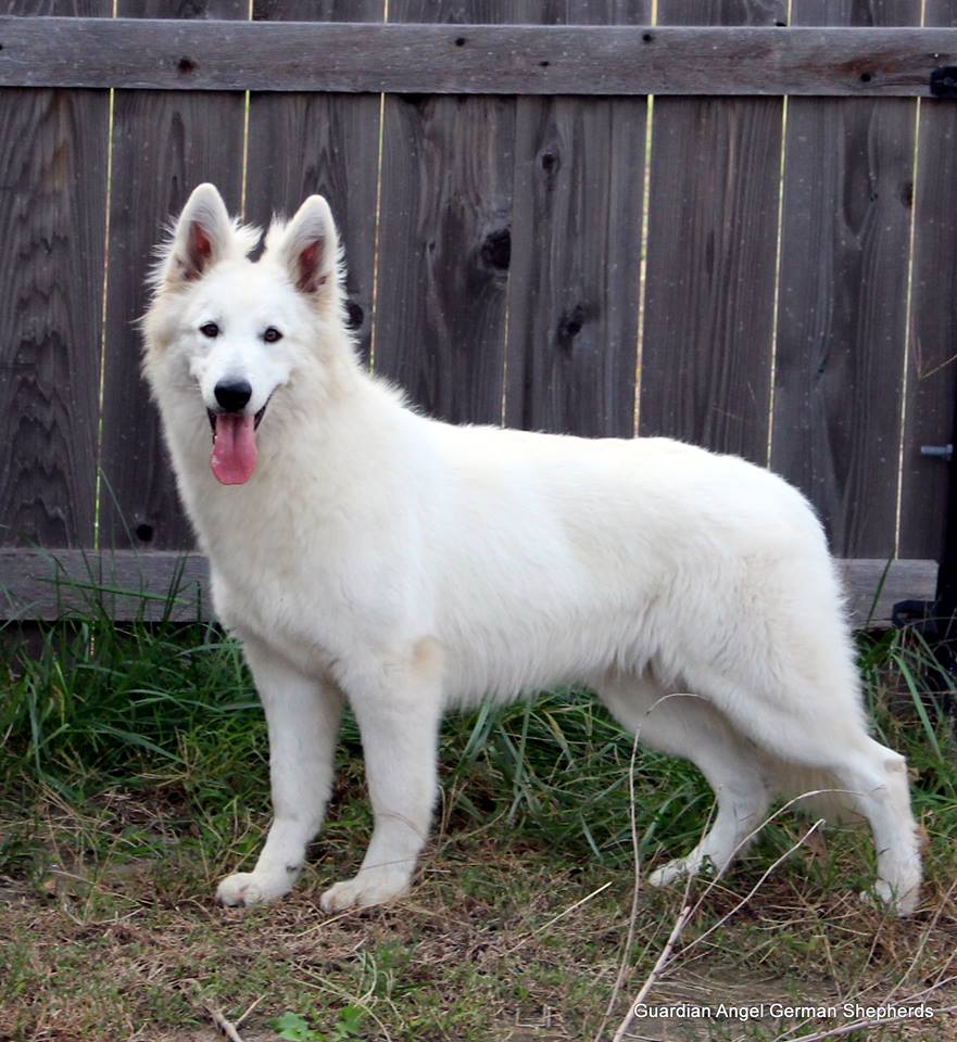 German Shepherd Puppies, German Shepherd Breeder, Long Coat German