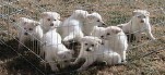 German Shepherd Puppies